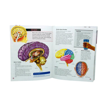 CHILDREN'S ENCYCLOPEDIA HUMAN BODY
